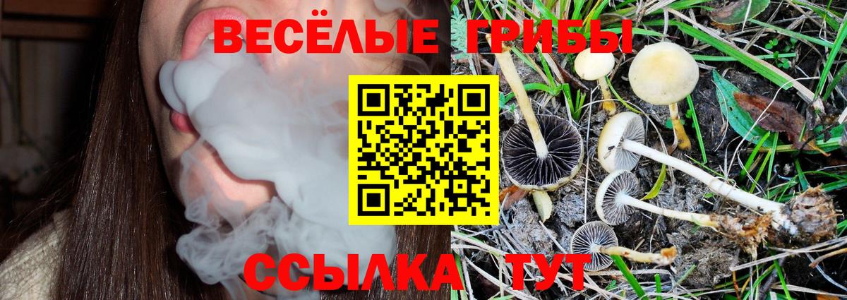 Галлюциногенные грибы Psilocybine cubensis Саров